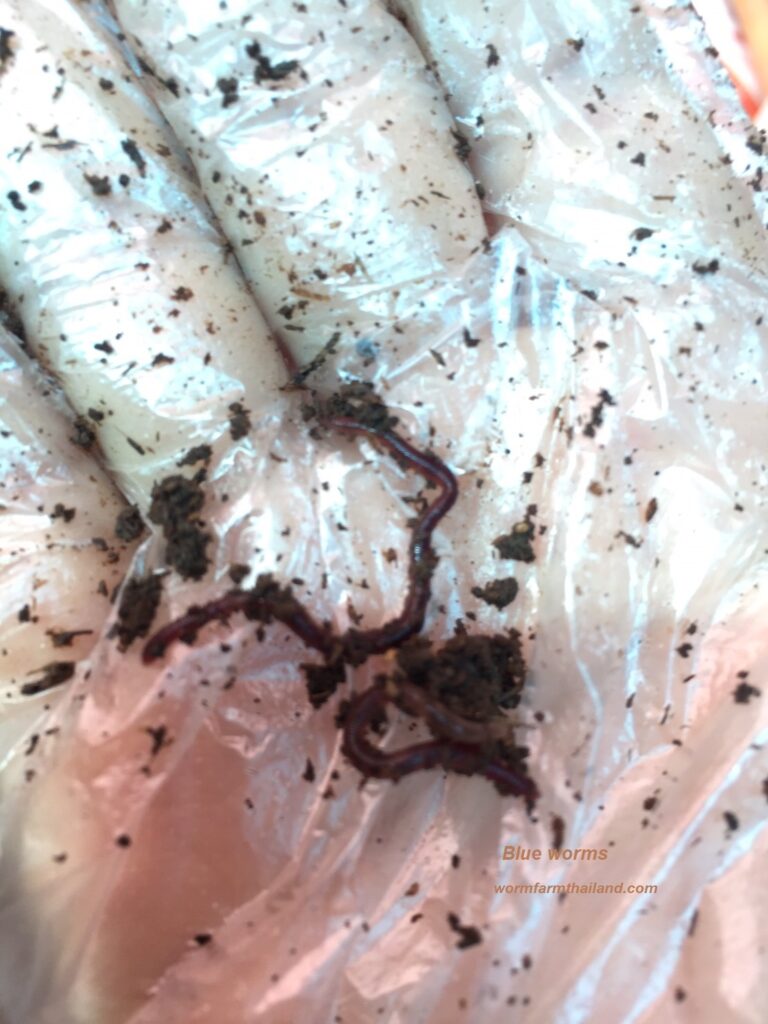 Blue worms