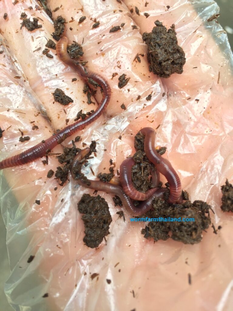 Tiger worms
